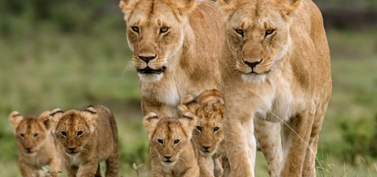 Kenya Masai Mara Safari from Kisumu -mara-lions