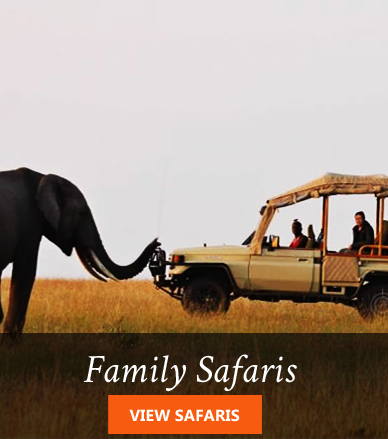 Africa kenya family safaris