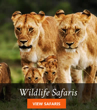 Africa Wildlife Safari package