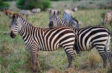 masai mara zebra