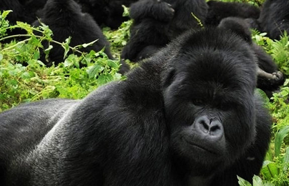 Rwanda Gorilla Package