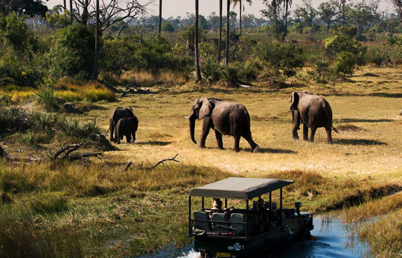 001 okavango-delta-safari-game-drive-botswana