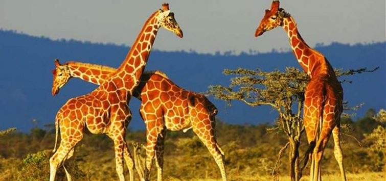 kenya safari giraffes