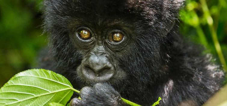 3 Days Rwanda Gorilla Express Tour