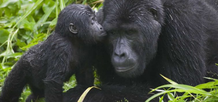 4 Days Gorillas in The Mist Rwanda Safari2