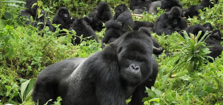 4 Days Gorillas in The Mist Rwanda Safari3