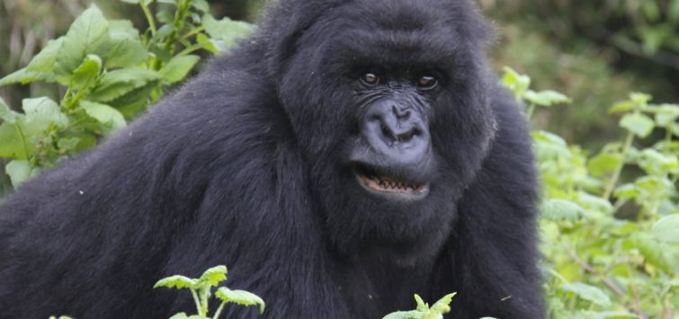 4 Days Gorillas in The Mist Rwanda Safari4