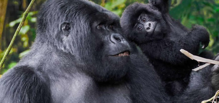 4 Days Gorillas in The Mist Rwanda Safari5