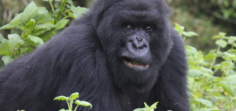 4 Days Rwanda Gorillas and Golden Monkeys