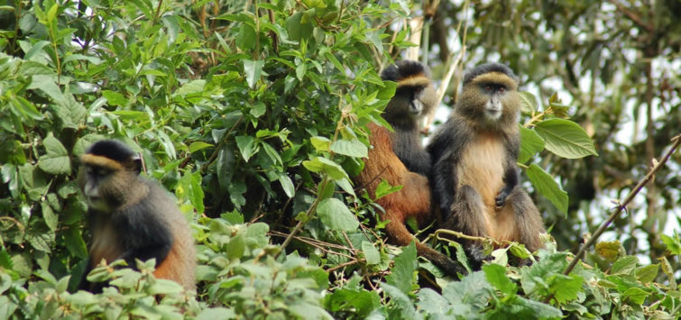 4 Days Rwanda Gorillas and Golden Monkeys
