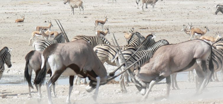 6 Days Namibia Classic Safari