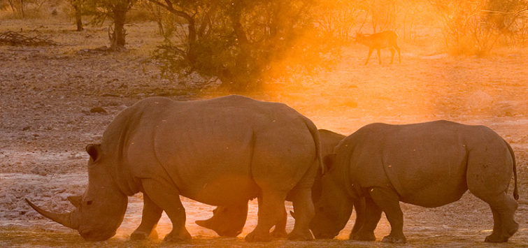 6 Days Namibia Classic Safari8