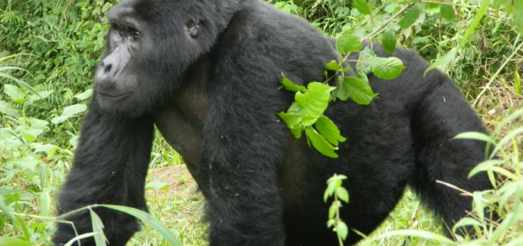 Days Rwanda Nyungwe Forest and Gorillas