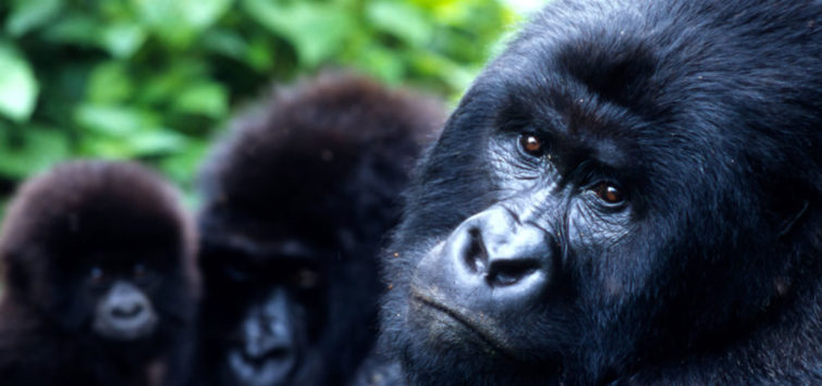 Days Rwanda Nyungwe Forest and Gorillas