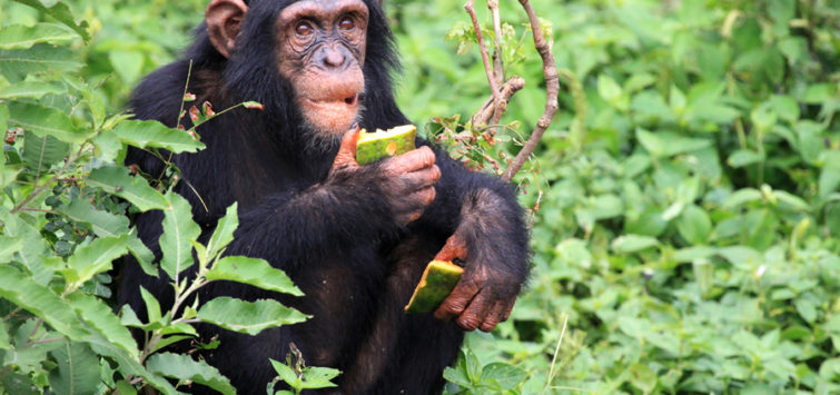 Uganda Gorillas and Chimps Package