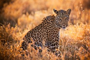8 Days Botswana Africa Safari botswana-savute
