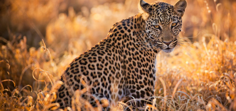 8 Days Botswana Africa Safari botswana-savute