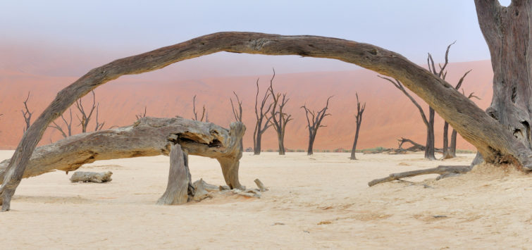 Tree Skeletons, Deadvlei, Namibia