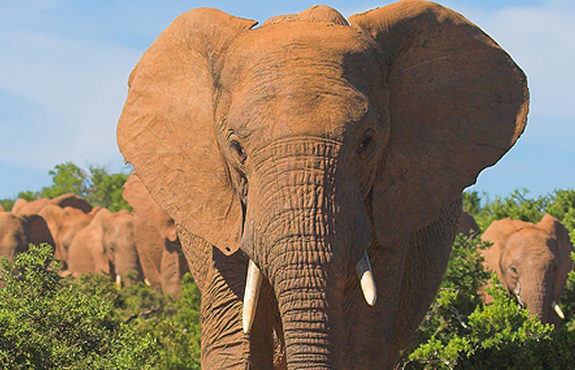 Masai mara Serengeti Elephants