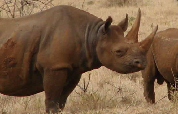 Black Rhinos on Kenya safari