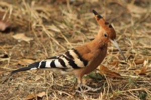 kenya birding tours