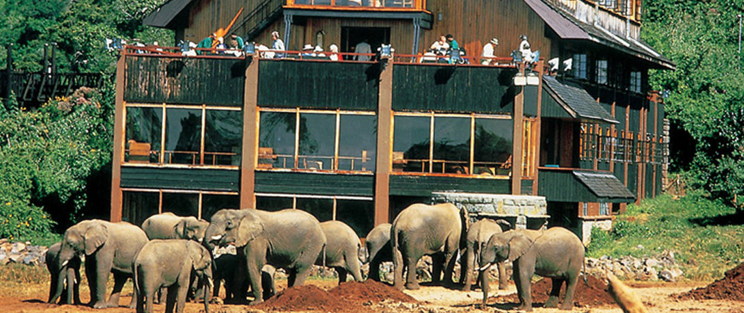Kenya safari Guide for Beginners
