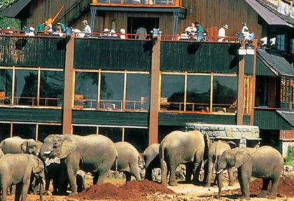 Kenya safari Guide for Beginners