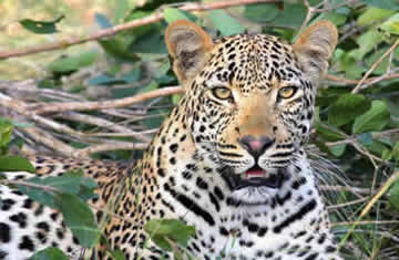 Amboseli leopards
