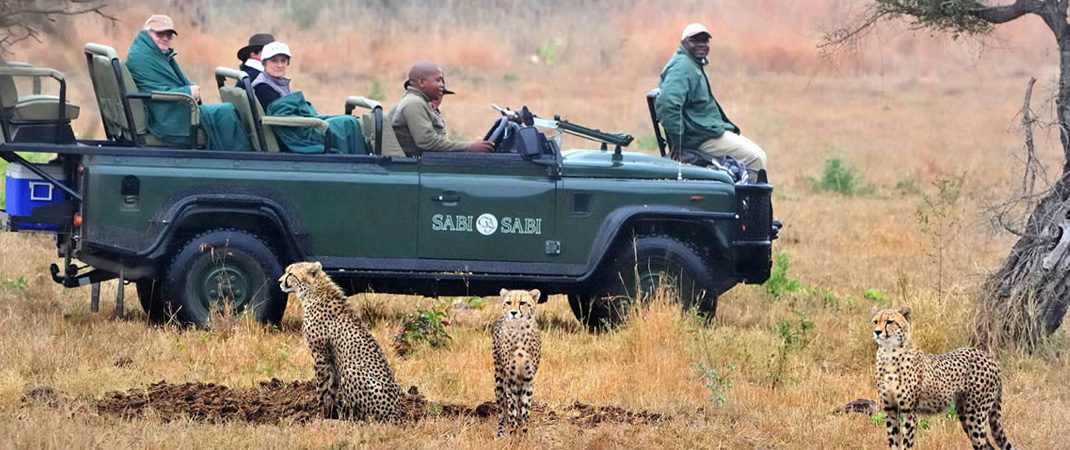 South Africa Safari Guide for Beginners
