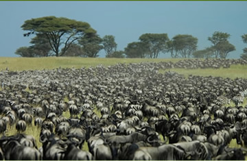 Masai Mara Migration Safaris