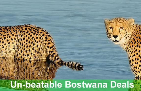 Bostswana safari package