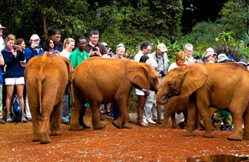 elephant orphanage Nairobi