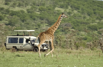 safaris masai Mara