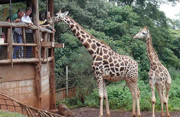 giraffe centre nairobi kenya
