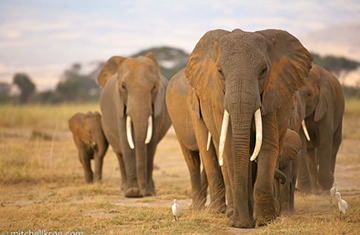 amboseli elephants on safari