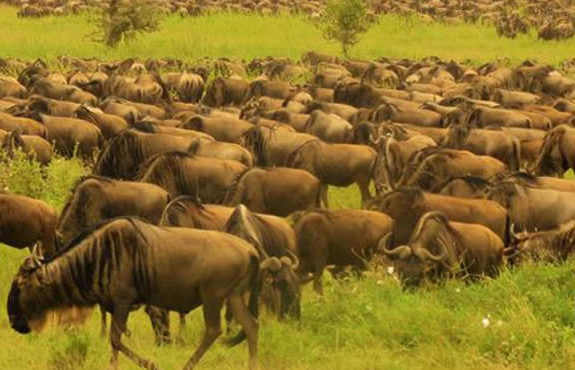 Kenya Migration safari