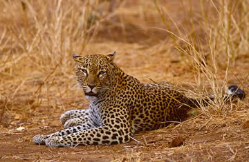 Samburu Leopards