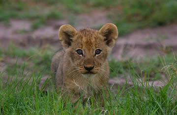 lion cub on safari