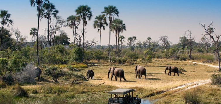okavango-delta-safari-game-drive-botswana