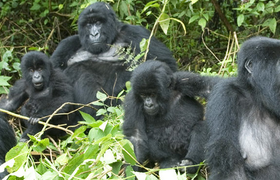 rwanda gorilla trips