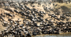 serengeti-masai mara migration