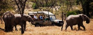 African Safari travel services