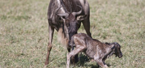 calving season in serengeti