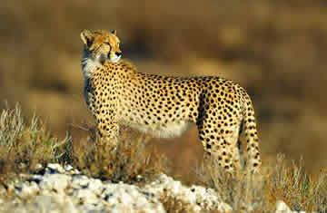 cheetah on safari