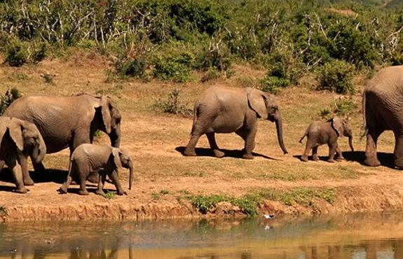 Elephant Country Safari