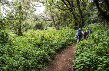 Kilimanjaro day hike safari