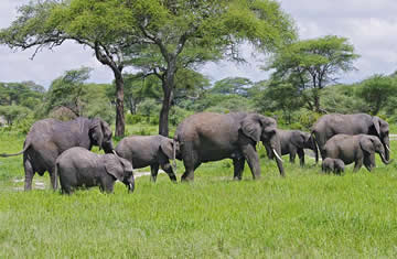 tarangire elephants
