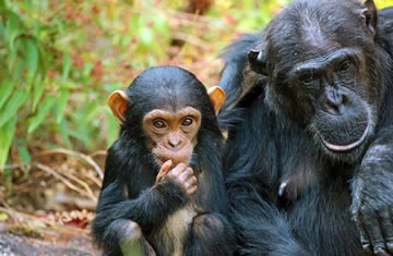 chimp safaris