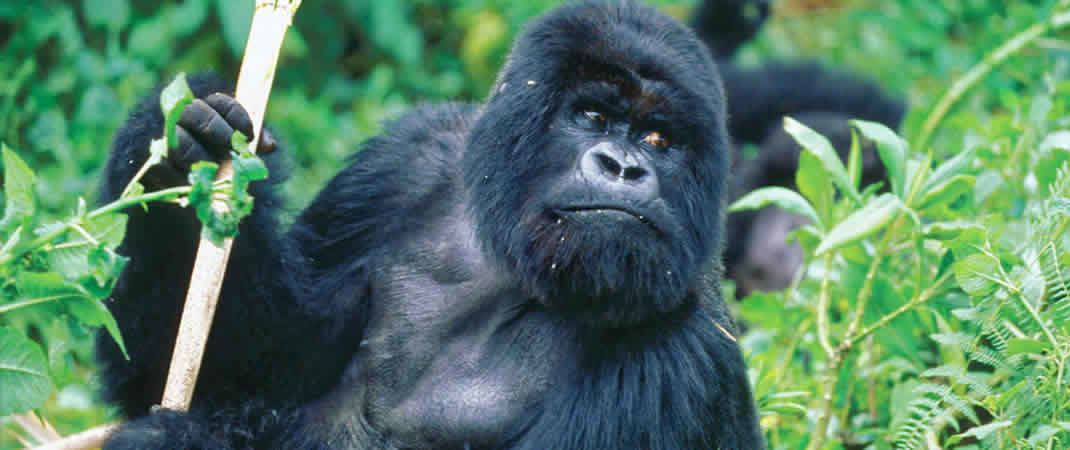 Gorila trekking Rwanda