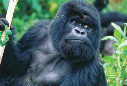 Gorila trekking Rwanda